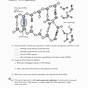 Dna Replication Practice Worksheet Answers