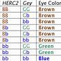 Hair Color Chart Genetics