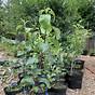 Buy Grafted Fruit Trees
