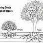 Plant Root Depth Chart