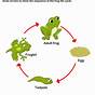 Frog Life Cycle Image
