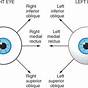 Eye Muscle Movement Chart
