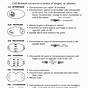 Mitosis Practice Worksheet Answer Key