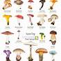 Wild Mushroom Season Chart Uk