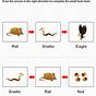 Food Chain Worksheets Answers