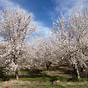 Almond Fungicide Efficacy Chart