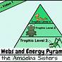 Food Chains Food Webs And Energy Pyramid Worksheet Answers K
