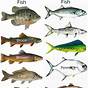 Game And Fish Activity Chart