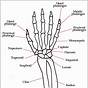 Hand Bones Diagram Labeled