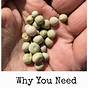 How To Soak Vegetable Seeds