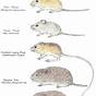 Field Mouse Age Chart