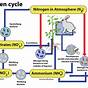 Nitrogen Cycle Worksheets Answers