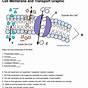 Transport Across The Cell Membrane Worksheets Answer Key