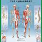 Human Body Chart Image