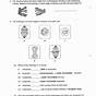 Mitosis Review Worksheet Answers