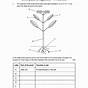 Worksheets About Photosynthesis