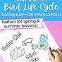 Life Cycle Of A Bird Worksheet