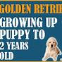 Golden Retriever Puppy Weight Chart