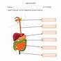 Digestive System Ks2 Worksheet