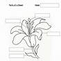 Label Parts Of Flower Worksheets