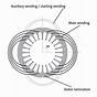 Ac Motor Winding Diagrams Wiring Diagram