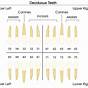 Dentist Number Teeth Chart