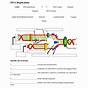 Dna Rna And Replication Worksheet