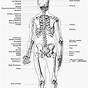 Skeleton Bones Labeled Worksheets