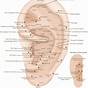 Ear Acupuncture Point Chart
