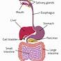 Match The Labels To This Schematic Of The Digestive System