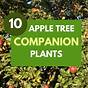 Companion Planting Apple Trees