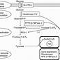 Glycolysis Inputs And Outputs Chart