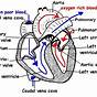 Human Heart Parts Worksheets Answers