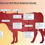 Cow Heat Cycle Chart