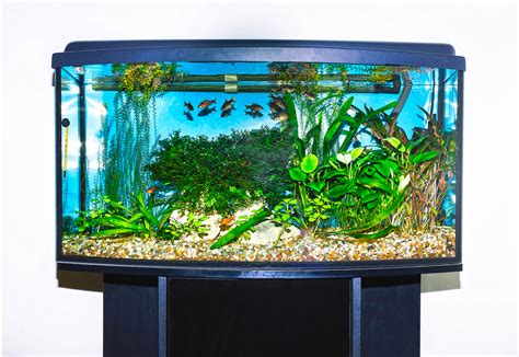 Fishtank with or without rims Images