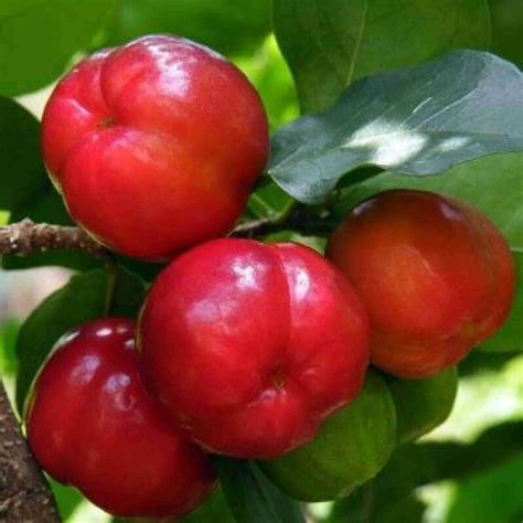 Cloud Farm Cherry Fruit Plant Price in India - Buy Cloud Farm Cherry ...