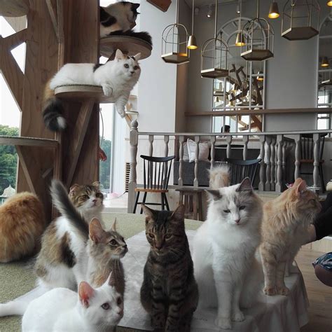 Cat Cafe in Japan