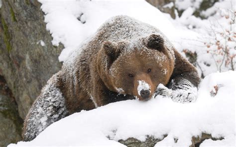 Winter Bear