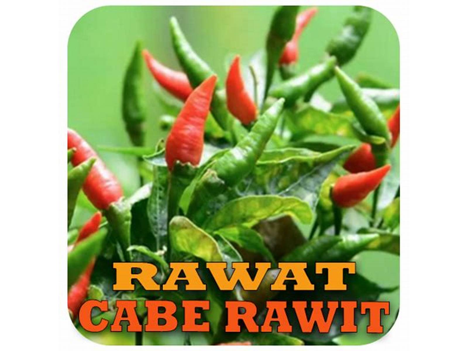 Cabe Rawit App Fitur Pencarian