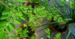 Apart from its many other benefits, India’s Moringa plant can be used ...