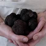 Fresh Black Truffles for Sale, Kings Truffles, Canterbury NZ