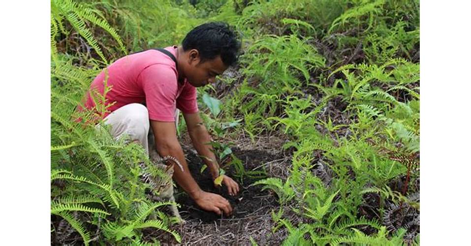 Reforestation in Indonesia