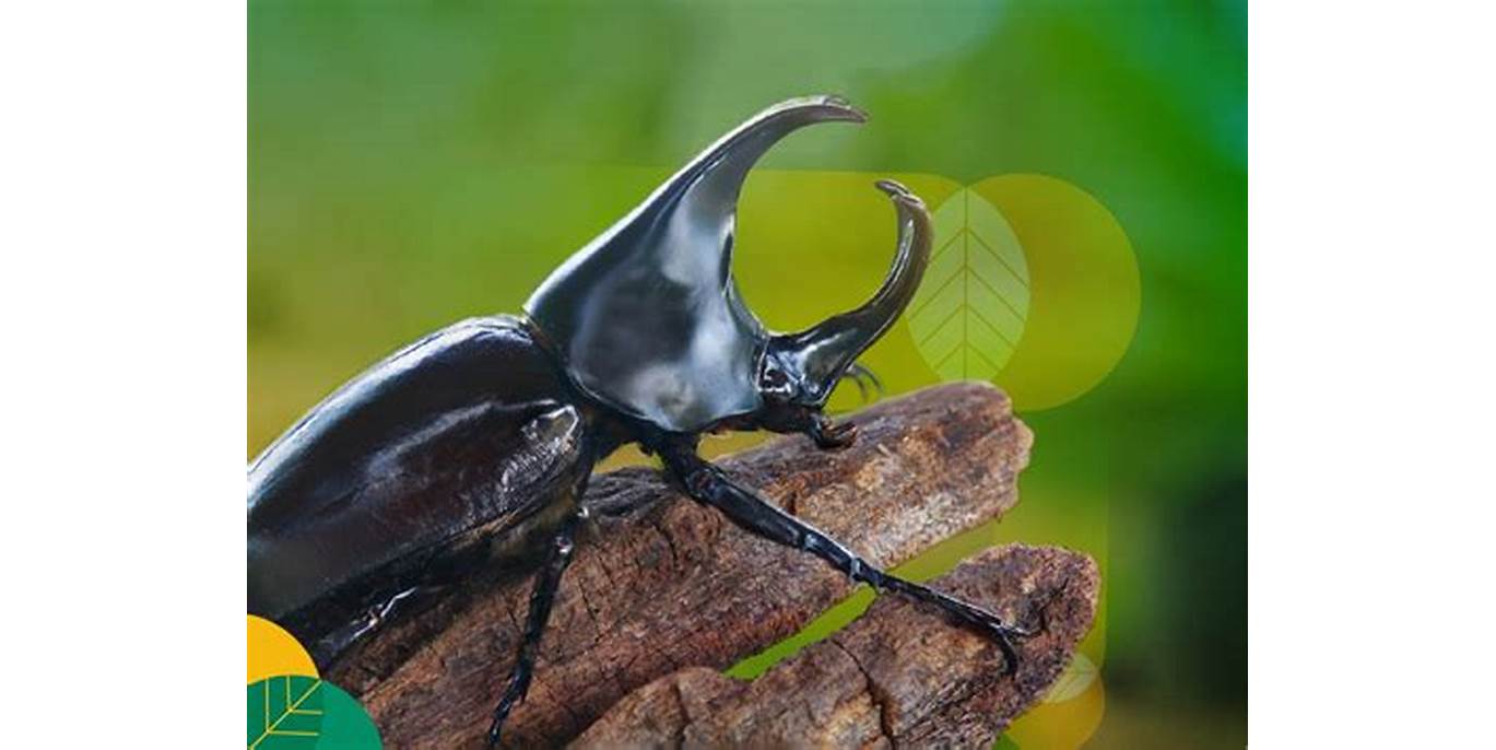 Kumbang Kelapa Sawit