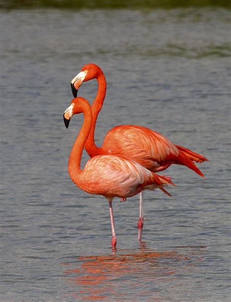 Flamingos