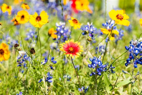 Wildflowers