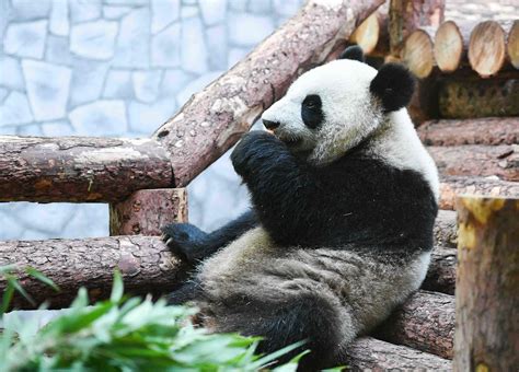 莫斯科动物园熊猫馆游客络绎不绝