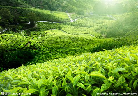 茶园摄影