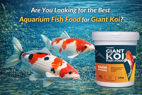 Are You Looking for the Best Aquarium Fish Food for Giant Koi Fish ...