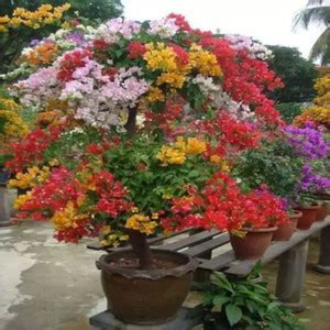 Aclipastal Bougainvillea Plant Price in India - Buy Aclipastal ...