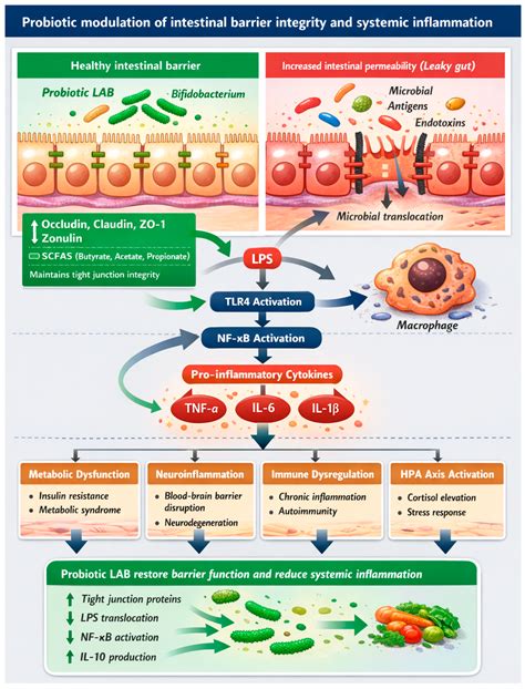 Probiotic Bacteria in Stimulating Human Physiological Responses ...